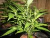 Upper-clipping-2-of-plant-7-12-2010-darkstar2.jpg