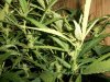 darkstar-plant-2-picture-1-7-20-2010.jpg