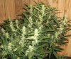 both-darkstar-plants-7-31-2010.jpg