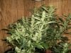 both-darkstar-plants-8-02-2010.jpg