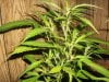 Upper-clipping-1-of-plant-7-12-2010-darkstar.jpg