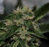 Nice bud.jpg