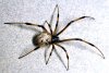 brown_widow_spider_large.jpg