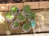 Garden 7507.jpg