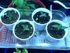 3herijuana1ladycaneblueberry8-30-11.jpg