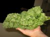 GreenthumbSeeds_IranianG13%20Photo%202.jpg