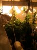 Grow Room 108.JPG