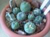 Lophophora Williamsii-peyote-1.jpg