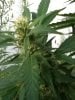 Outdoor Grow Mid September 002.jpg