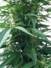 Outdoor Grow Mid September 004.jpg