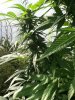 Outdoor Grow Mid September 006.jpg