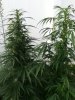 Outdoor Grow Mid September 009.jpg