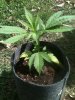 Bubble Gum my girls plant showed sex today itsa girl.jpg