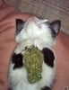 stoner kittie.jpg