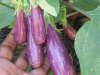 baby Eggplant.jpg