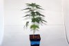 Week-5-seedlings-B4-male.jpg