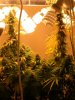 Grow Room 124.JPG