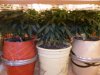 GROW WEEK 6 006.jpg