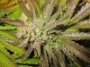 10-10-2011 purple bubba 007.jpg