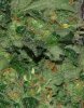 Marijuana-Sexing-Hermie-6.jpg