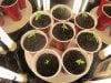 seedling 1 week old .. exodus cheese 004.jpg