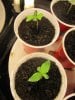 seedling 1 week old .. exodus cheese 006.jpg