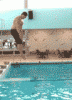 pooldive_555.gif