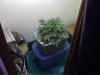 my grow 010.jpg