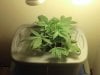 my grow 006.jpg