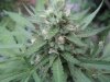 4 weeks flower outdoor 006.jpg