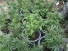 4 weeks flower outdoor 005.jpg