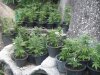 4 weeks flower outdoor 004.jpg