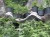 4 weeks flower outdoor 011.jpg