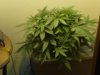 my grow 001.jpg