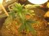 ice grow update 2 009.jpg