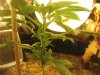 ice grow update 2 007.jpg