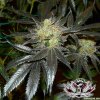 kings-kush-cannabis-seeds-greenhouse_01-07-03.jpg