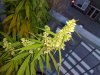 800px-Flowering_male_marijuana_plant.jpg