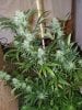 2nd Grow 058.jpg