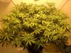 bud week 3 start (2).jpg