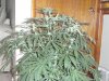 mygrow 008.jpg