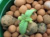 seedling A, July 21.jpg