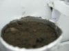 Unmarked seedling Bob B, July 21.jpg