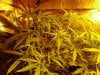 new grow 2 003.jpg