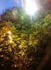 verticulture 051.jpg