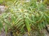 MilkWeed%20Plant.jpg