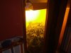 my grow 001.jpg