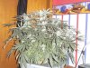 my grow 007.jpg