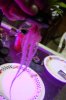 DSC02136.jpg
