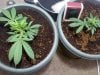 clones start  (1).jpg